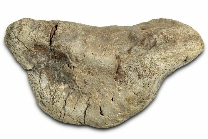 Cretaceous Fossil Dinosaur Bone - Montana #326422